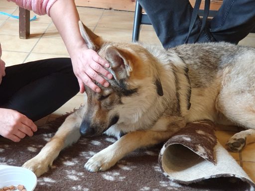 Annäherung Augen. Mit Kooperationssignal Hund