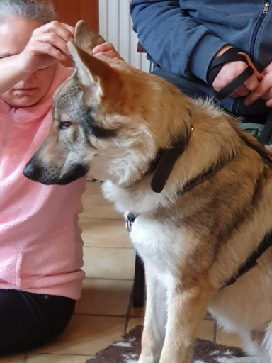 Eine Medikamentenflasche in die Nähe vom Ohr halten. Mit Kooperationssignal vom Hund