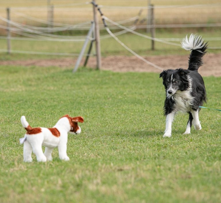 Hund ,Plüschhund, Hundebegegnung