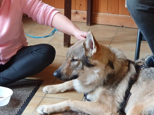 Ohren berühren können. Mit Kooperationssignal vom Hund