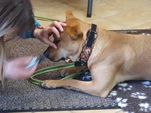 Der Hund lässt es zu das mit einem Gegenstand in die Nähe vom Auge zu kommen. ( Vorübung Augentropfen geben)