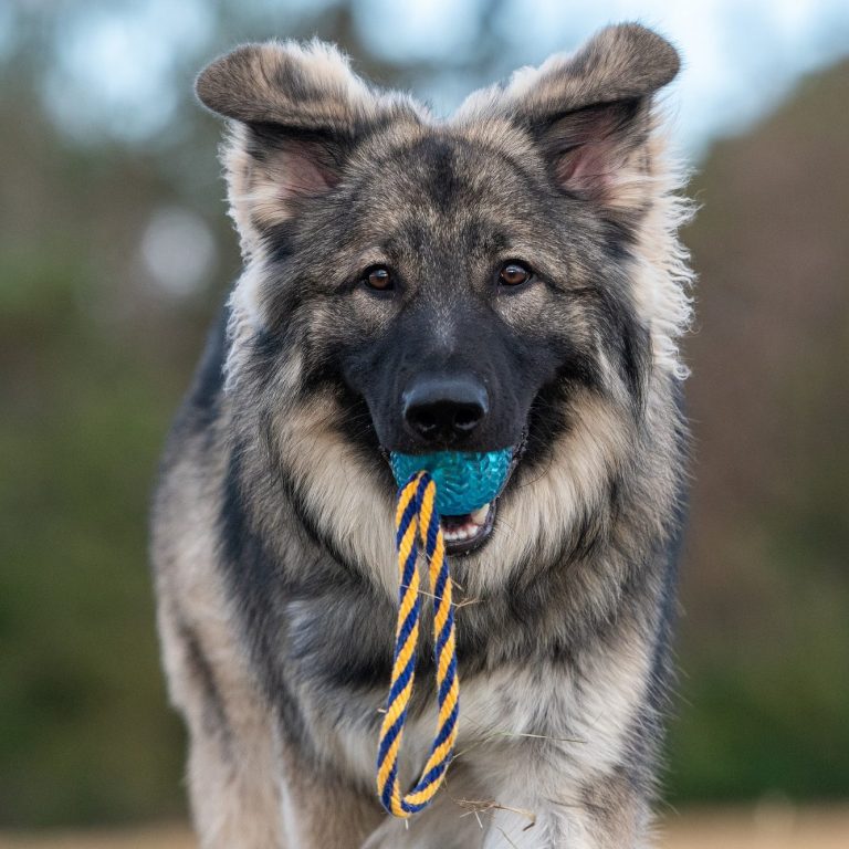 Hund mit Ball