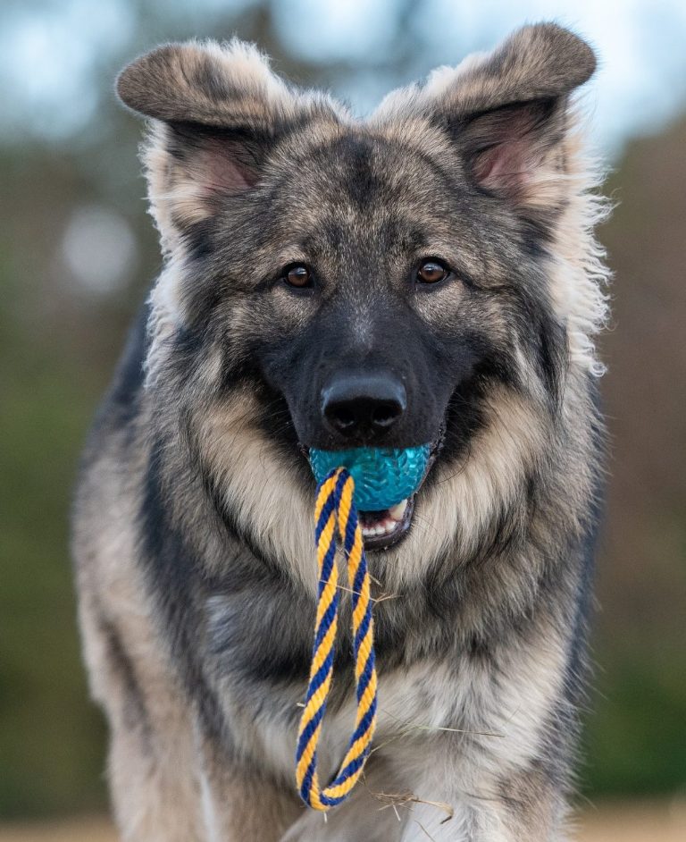 zwei Hunde , sitzen